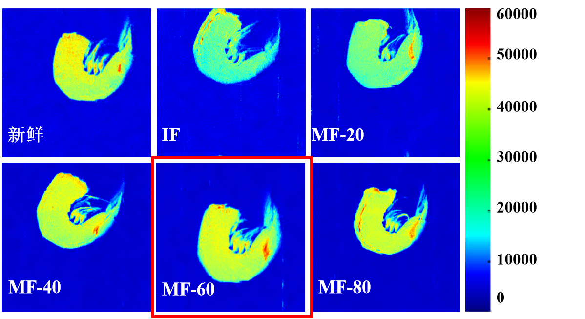 “星空网官方站网页版杯”江南大学优秀案例解析|低场核磁共振分析用于磁场辅助冷冻对虾仁水分迁移的调控研究